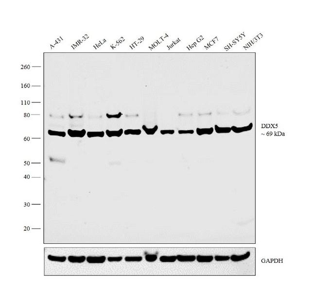 DDX5 Antibody in Western Blot (WB)