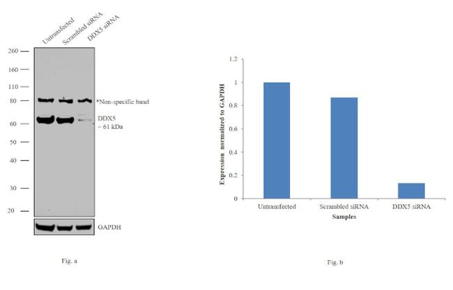 DDX5 Antibody in Western Blot (WB)