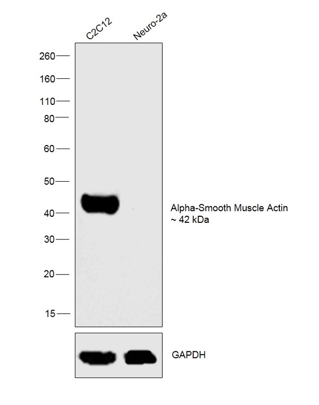 Alpha-Smooth Muscle Actin Antibody