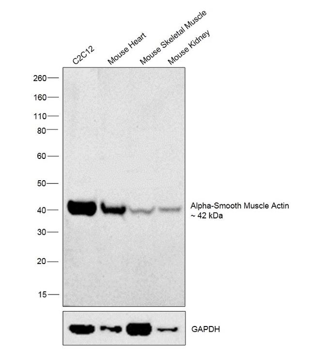 Alpha-Smooth Muscle Actin Antibody in Western Blot (WB)