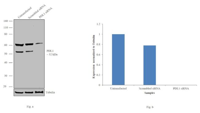 PD-L1 Antibody in Western Blot (WB)