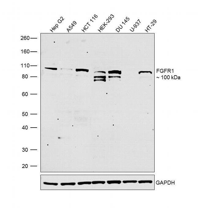 FGFR1 Antibody in Western Blot (WB)