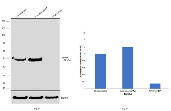 NPM1 Antibody in Western Blot (WB)