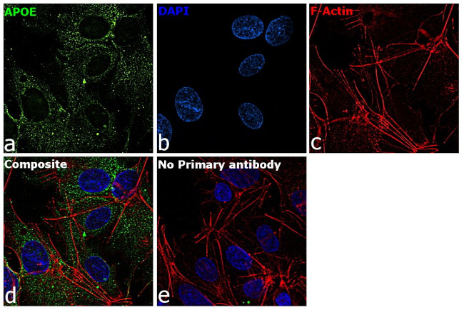 APOE Antibody in Immunocytochemistry (ICC/IF)