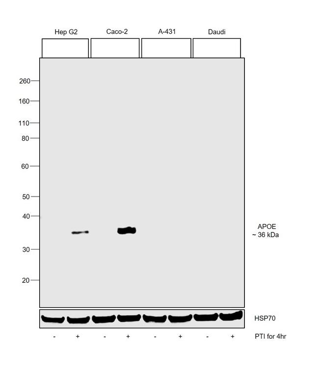 APOE Antibody in Western Blot (WB)