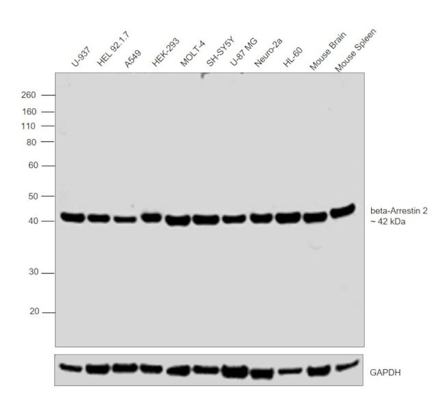 beta-Arrestin 2 Antibody in Western Blot (WB)