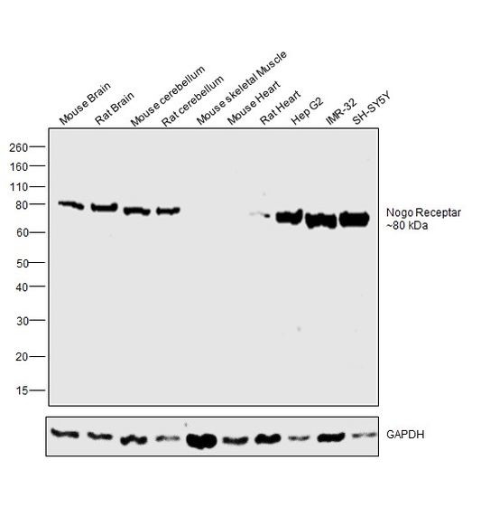 Nogo Receptor Antibody