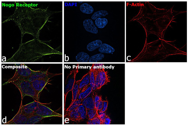 Nogo Receptor Antibody in Immunocytochemistry (ICC/IF)