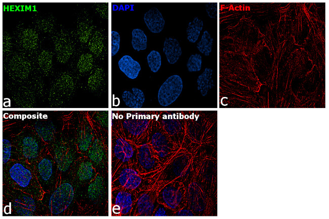 HEXIM1 Antibody in Immunocytochemistry (ICC/IF)