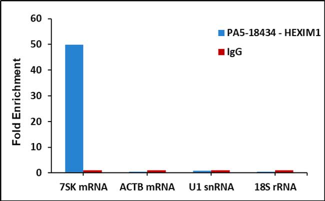 HEXIM1 Antibody in RNA Immunoprecipitation (RIP)