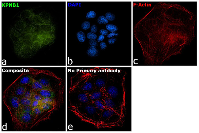 KPNB1 Antibody in Immunocytochemistry (ICC/IF)