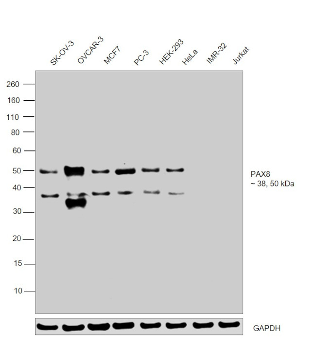 PAX8 Antibody