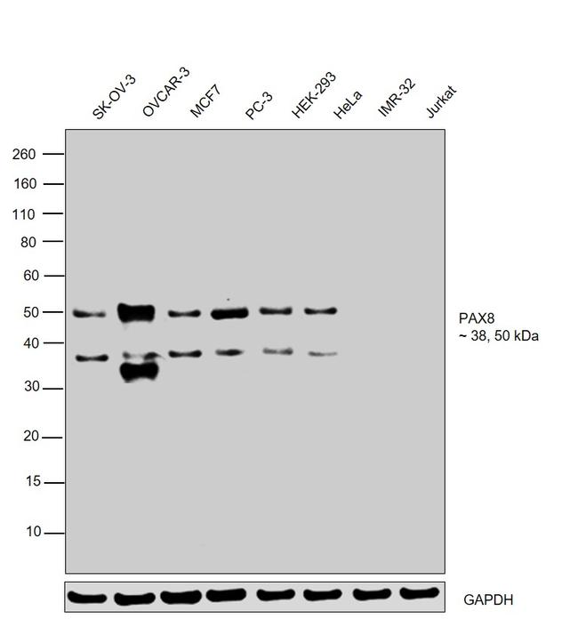 PAX8 Antibody in Western Blot (WB)