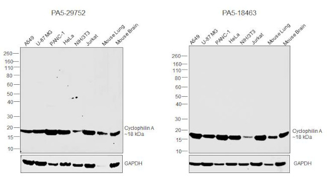 Cyclophilin A Antibody