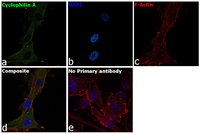 Cyclophilin A Antibody in Immunocytochemistry (ICC/IF)