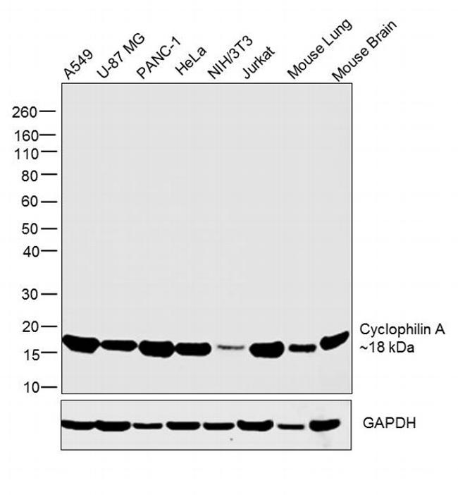 Cyclophilin A Antibody in Western Blot (WB)