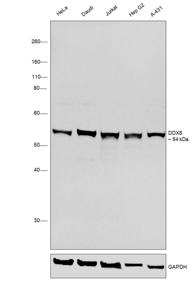 DDX6 Antibody in Western Blot (WB)