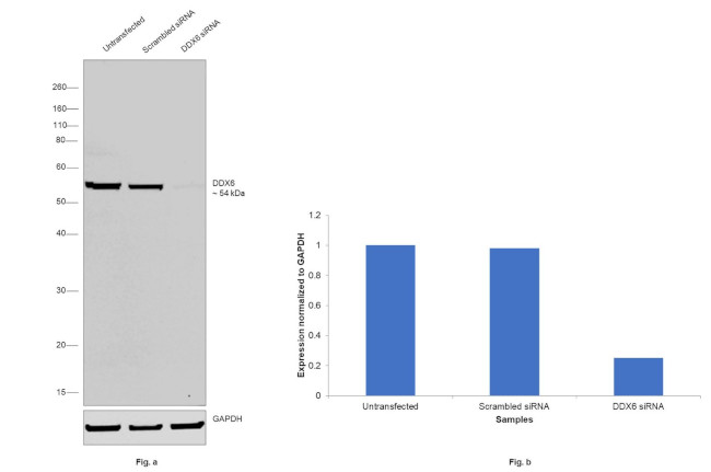 DDX6 Antibody