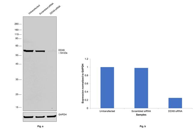 DDX6 Antibody in Western Blot (WB)