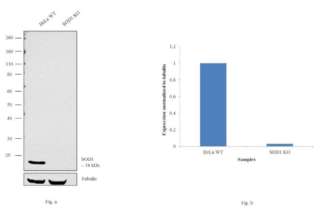 SOD1 Antibody in Western Blot (WB)