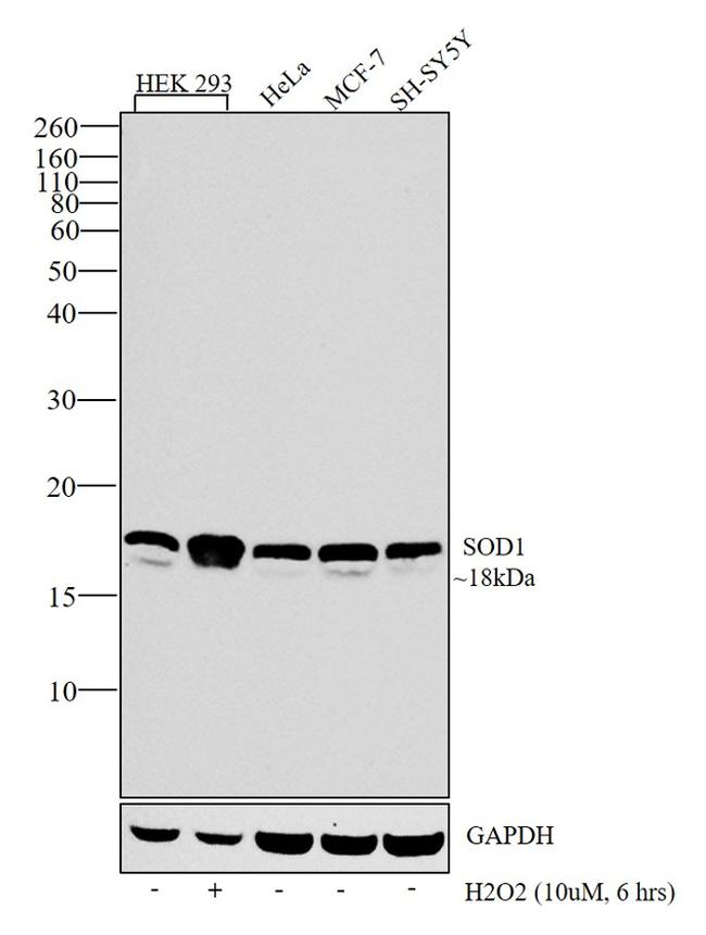 SOD1 Antibody in Western Blot (WB)