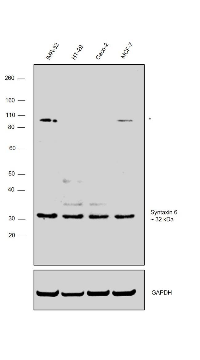 Syntaxin 6 Antibody in Western Blot (WB)