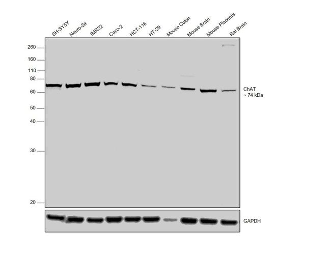 ChAT Antibody in Western Blot (WB)