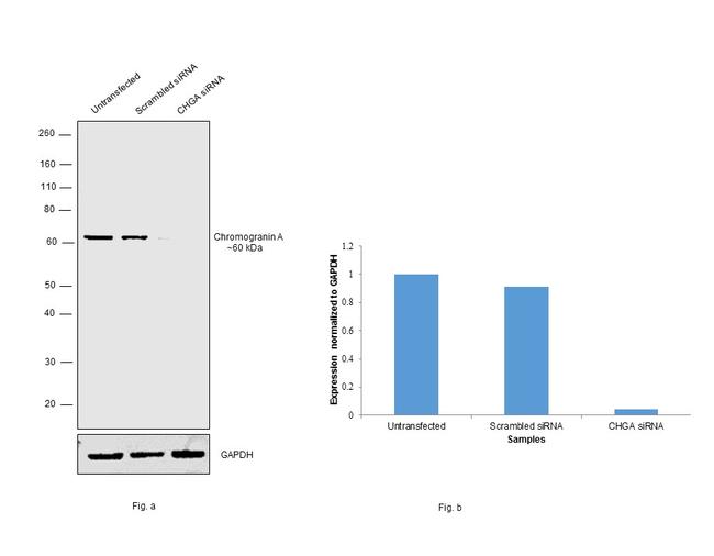 Chromogranin A Precursor Antibody in Western Blot (WB)