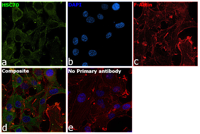 HSC70 Antibody in Immunocytochemistry (ICC/IF)