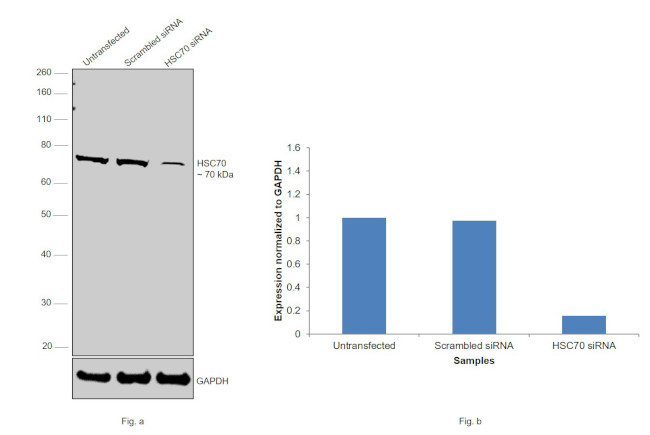 HSC70 Antibody