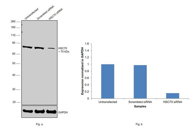 HSC70 Antibody in Western Blot (WB)