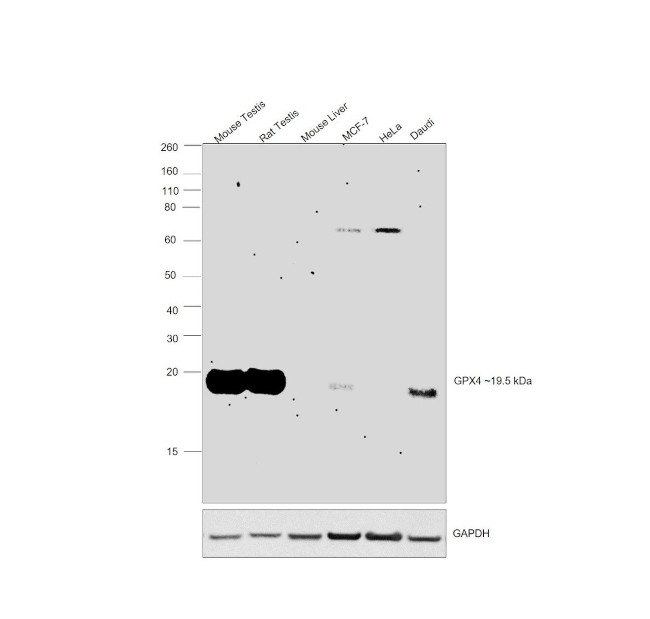 GPX4 Antibody