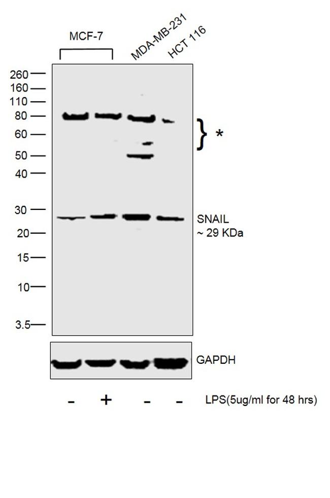 SNAIL Antibody in Western Blot (WB)