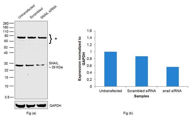 SNAIL Antibody in Western Blot (WB)