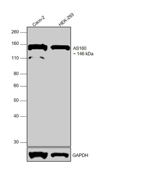 AS160 Antibody in Western Blot (WB)