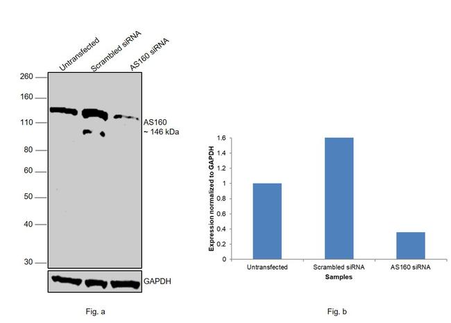 AS160 Antibody in Western Blot (WB)