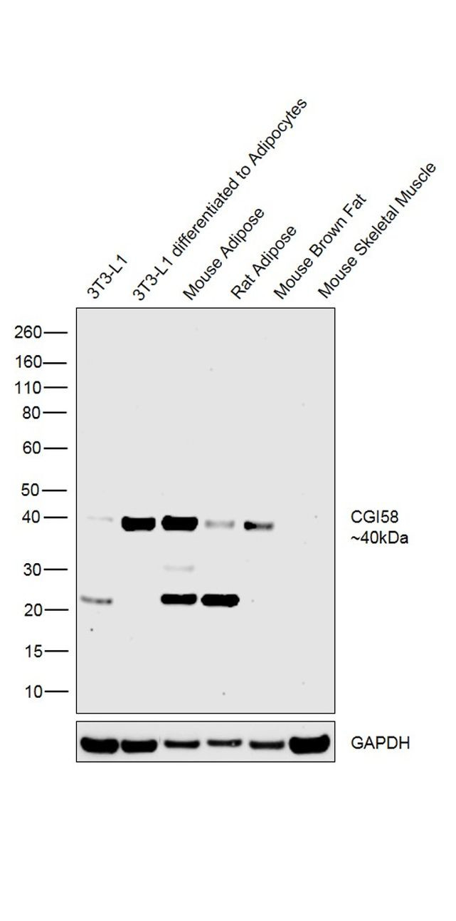 CGI58 Antibody