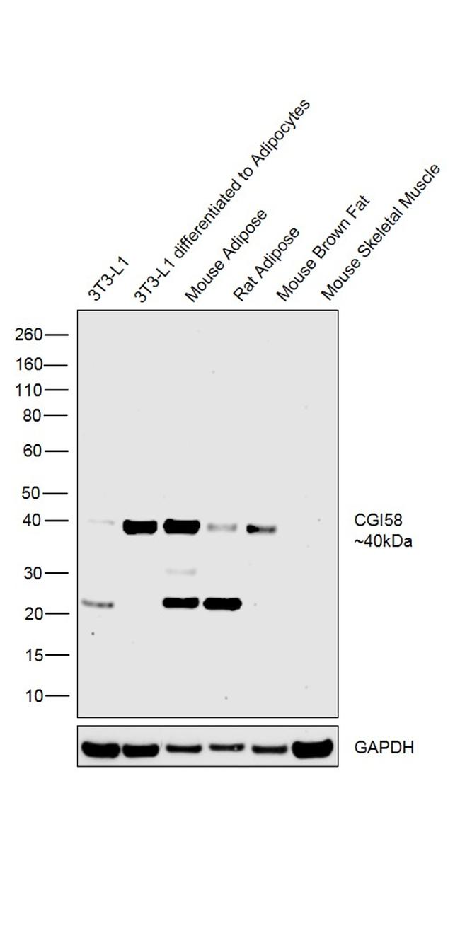 CGI58 Antibody in Western Blot (WB)