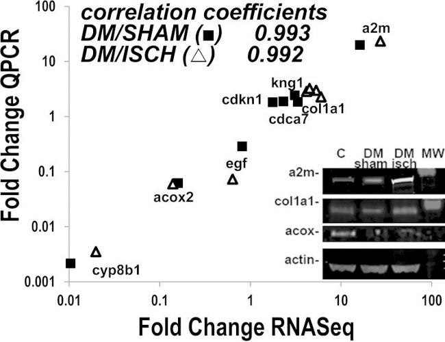 ACOX2 Antibody in Western Blot (WB)