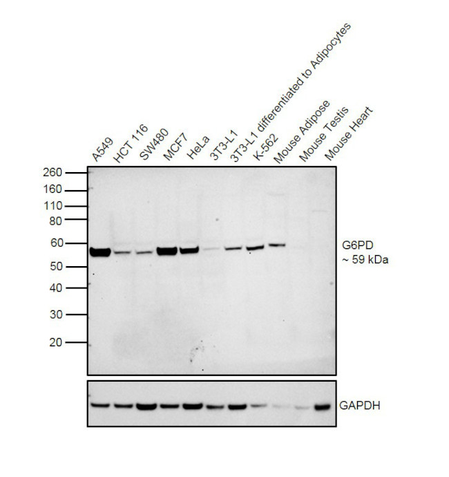 G6PD Antibody