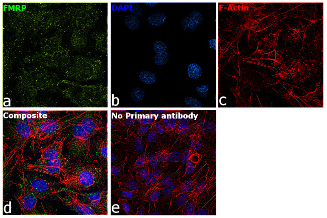 FMRP Antibody in Immunocytochemistry (ICC/IF)