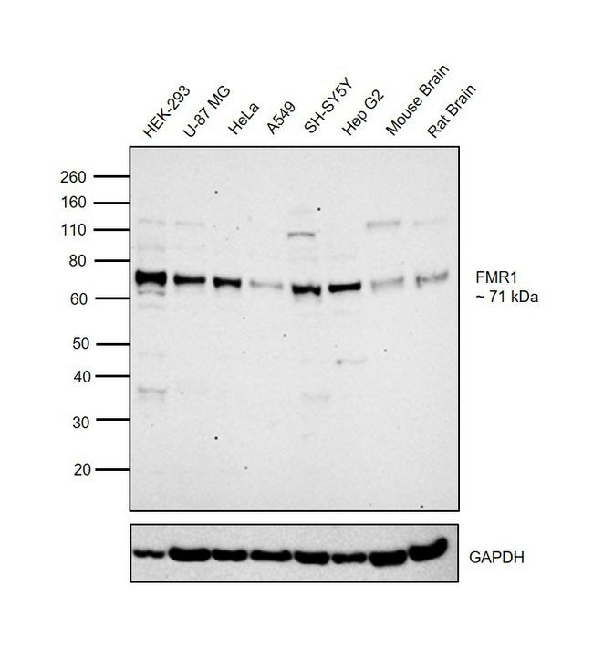 FMRP Antibody in Western Blot (WB)