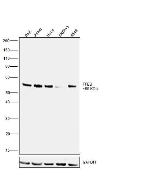 TFEB Antibody