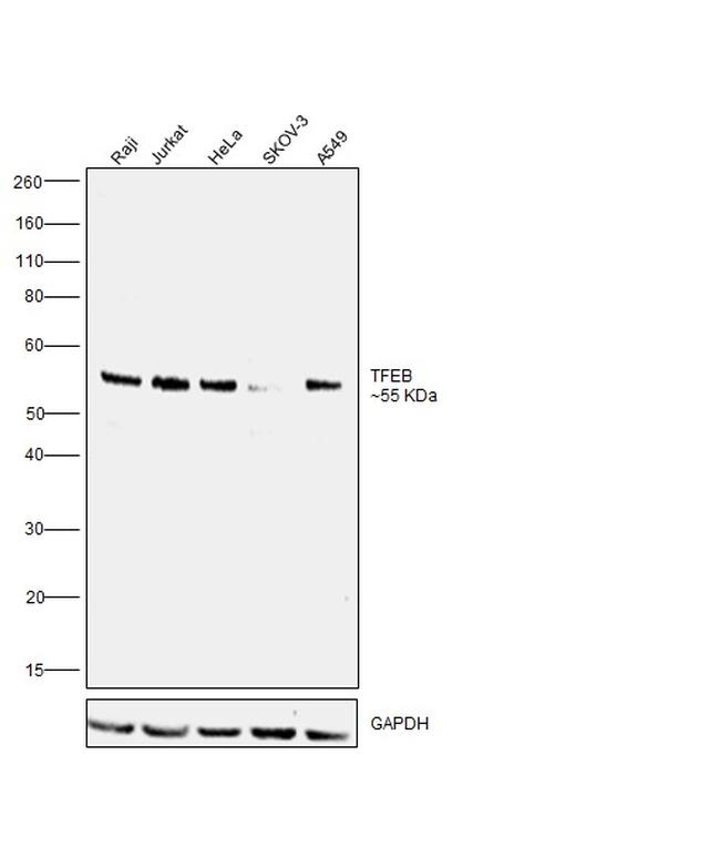 TFEB Antibody in Western Blot (WB)