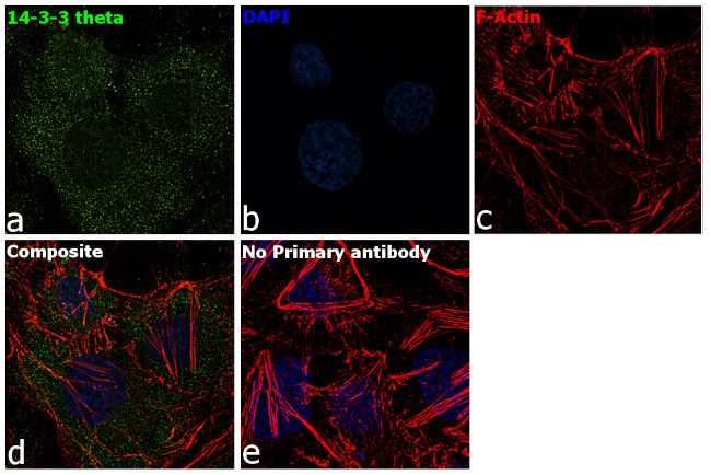 14-3-3 theta Antibody in Immunocytochemistry (ICC/IF)