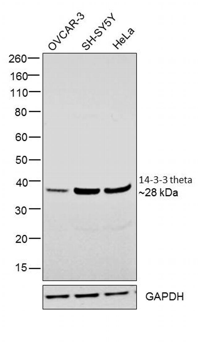 14-3-3 theta Antibody in Western Blot (WB)