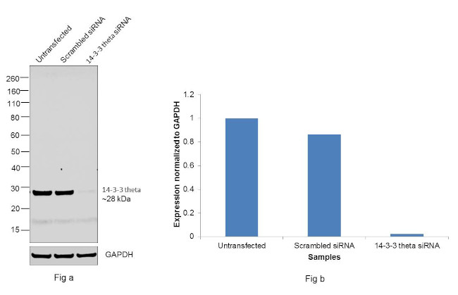 14-3-3 theta Antibody