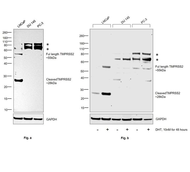 TMPRSS2 Antibody in Western Blot (WB)