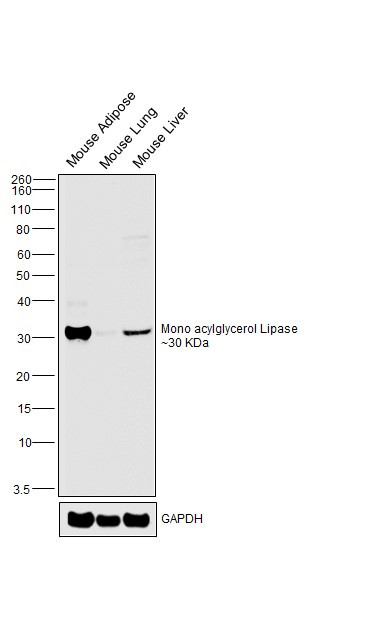 Monoacylglycerol Lipase Antibody