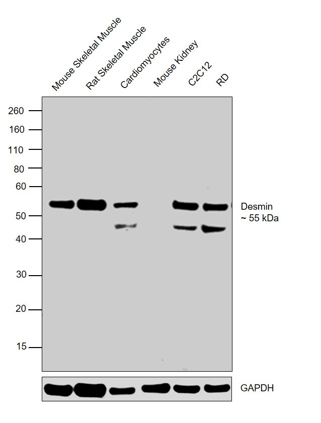 Desmin Antibody